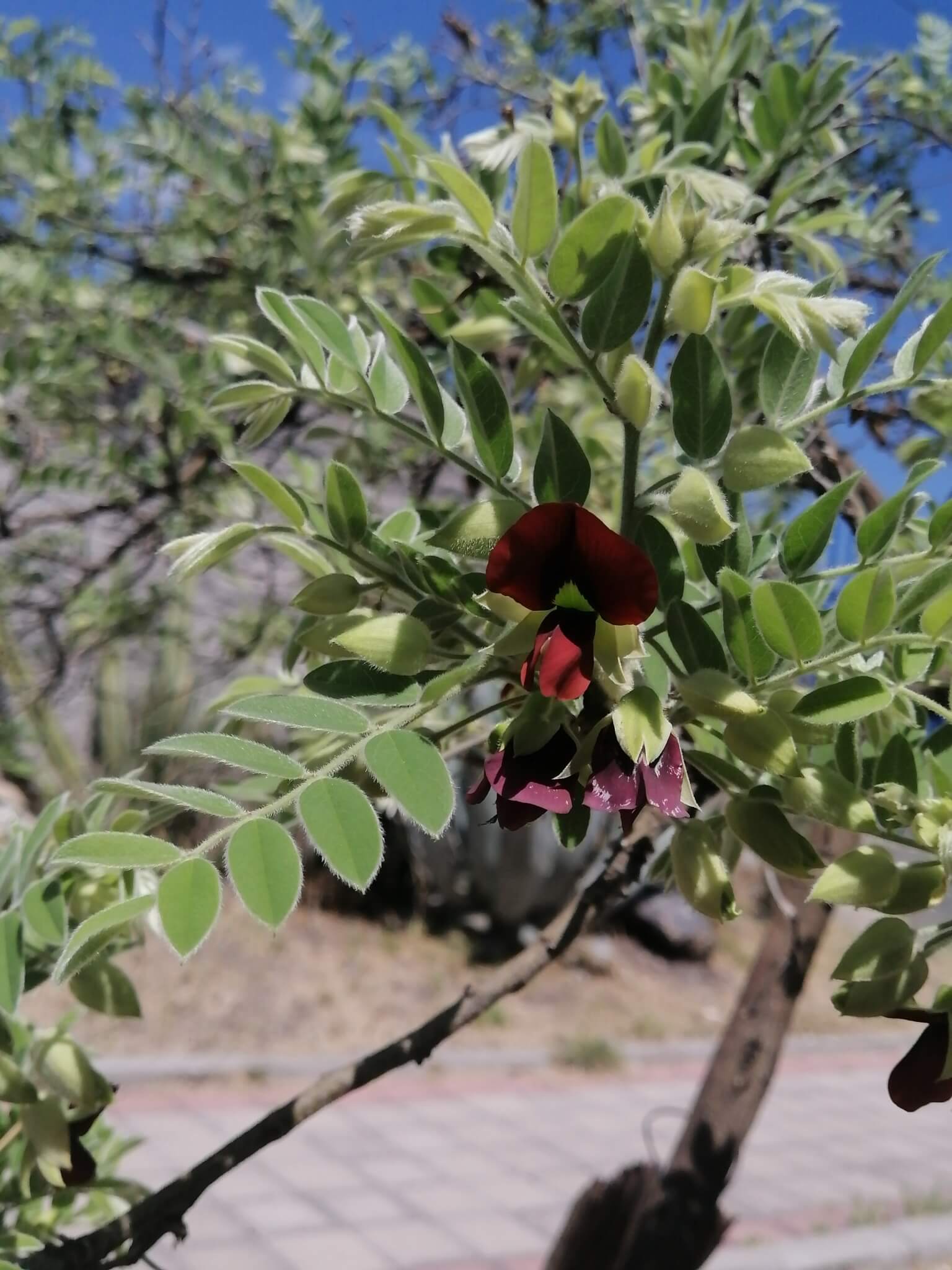 Brongniartia lupinoides 